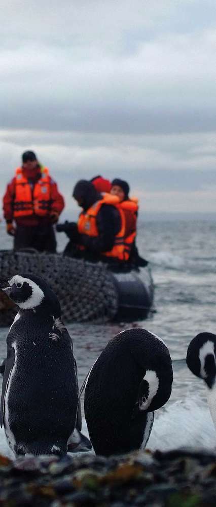 Penguins on shore, Argentina