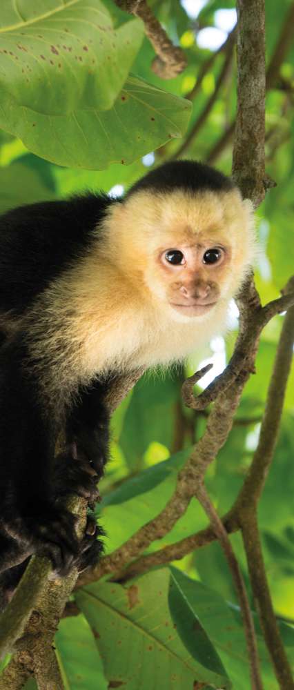 White Headed Capuchin Monkey Manuel Antonio Rainforest Costa Rica Shutterstock 510178369