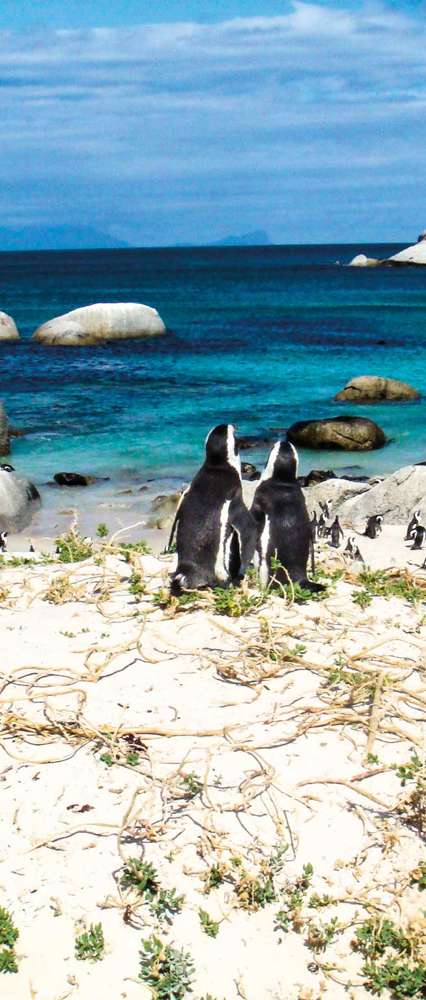 Penguins at Boulders Bay, South Africa