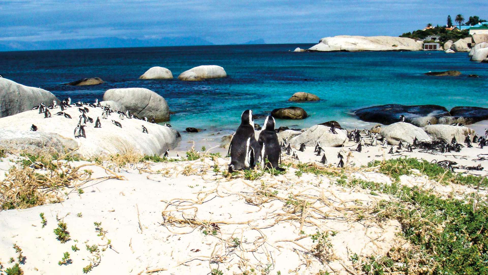 Penguins at Boulders Bay, South Africa