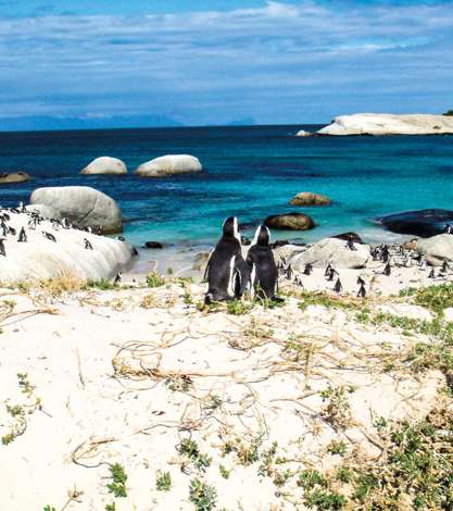 Penguins at Boulders Bay, South Africa