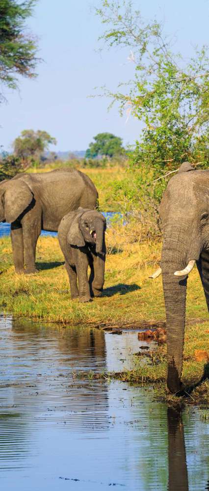 Elephants at Waterhole, Mudumu National Park, Namibia