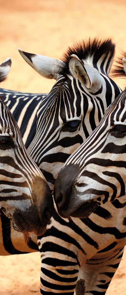 Zebras looking at each other, Kenya