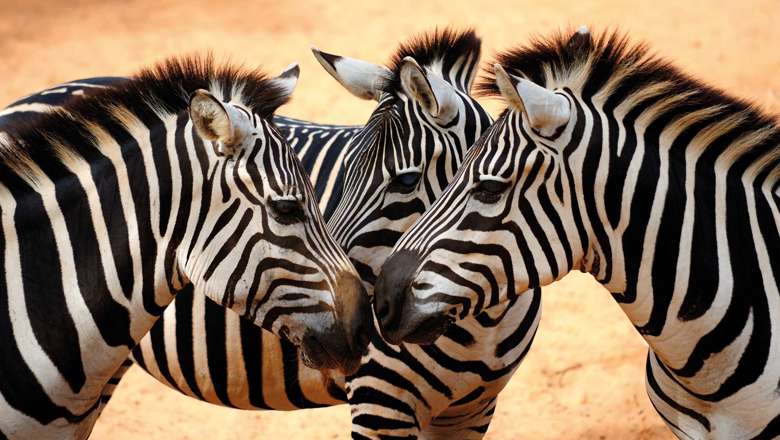 Zebras looking at each other, Kenya