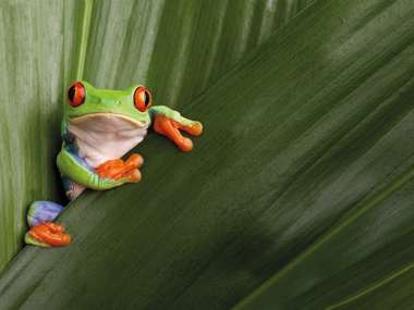 Red Eyed Tree Frog, Costa Rica