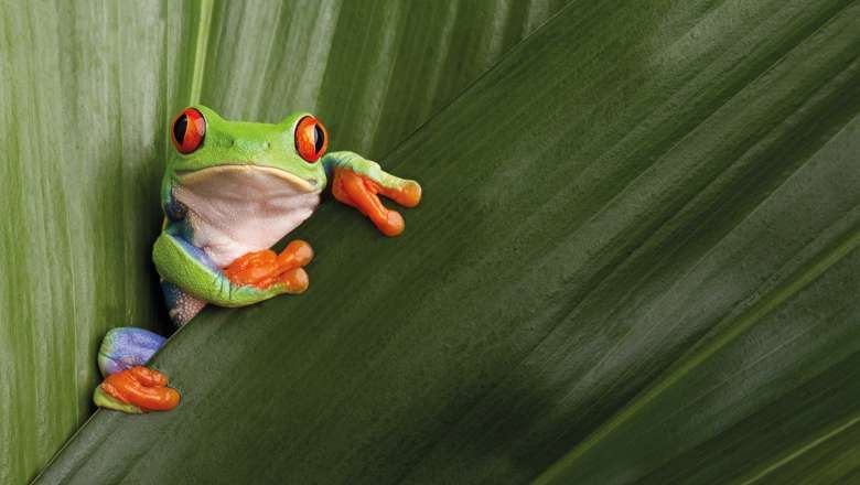 Red Eyed Tree Frog, Costa Rica