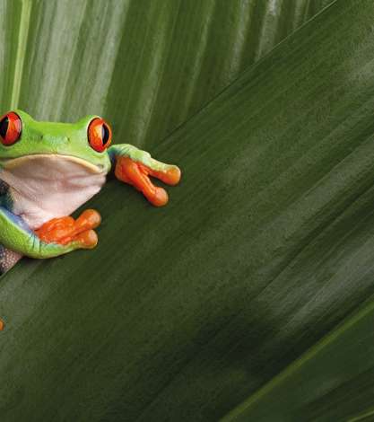 Red Eyed Tree Frog, Costa Rica