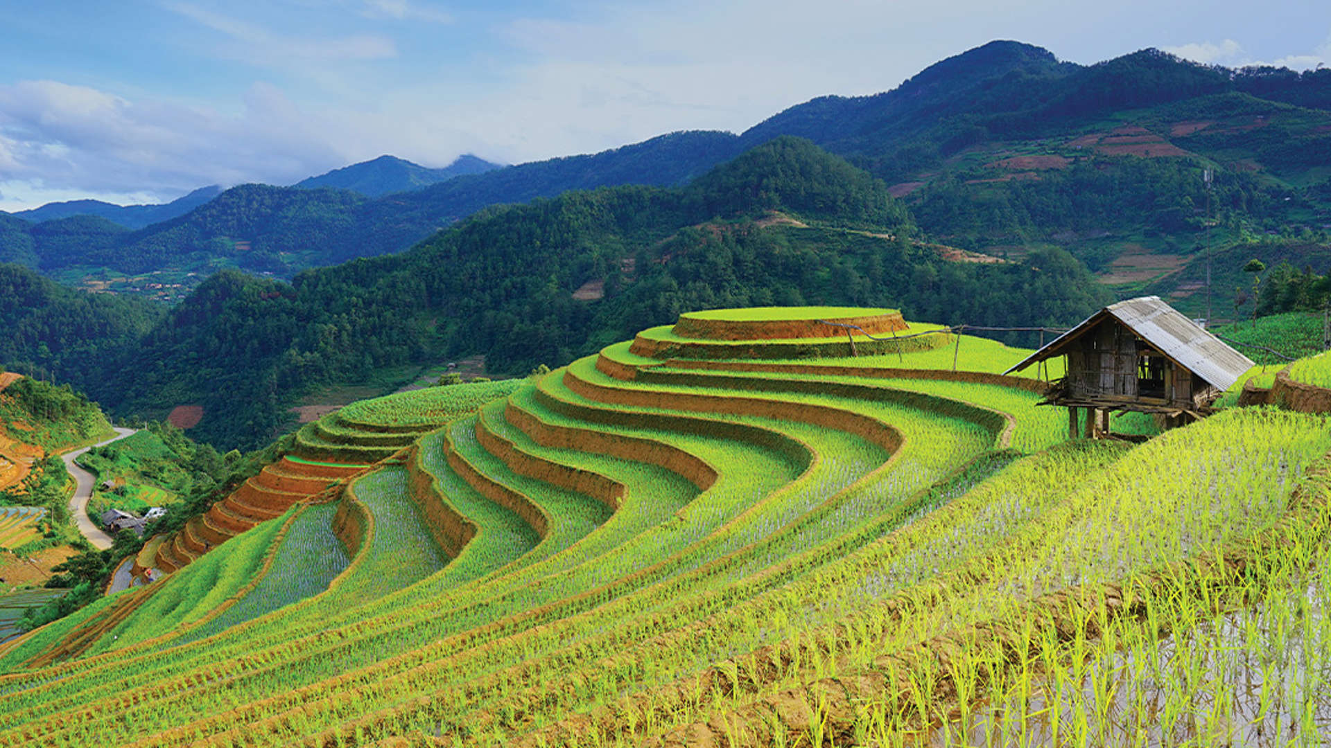 Rice Fields