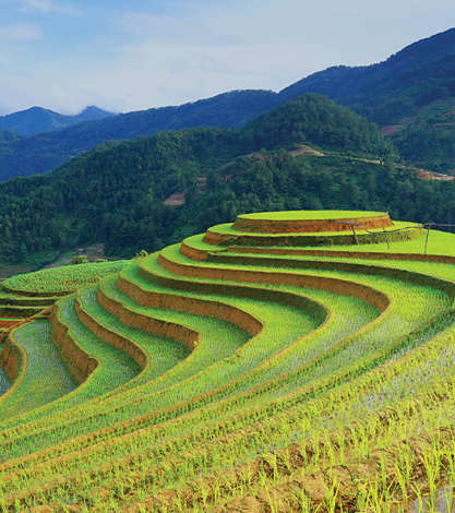 Rice Fields