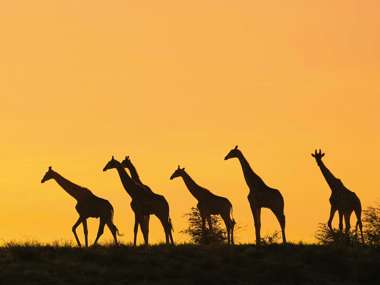 Giraffes at Sunset, Kenya 