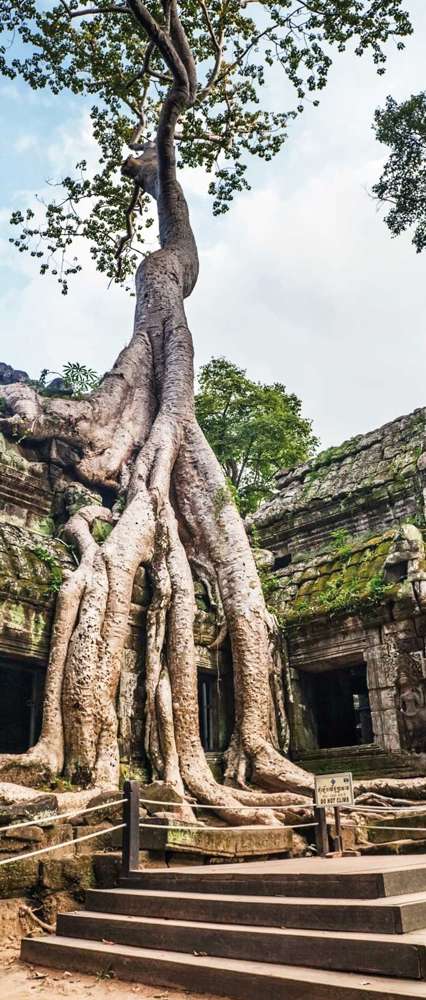 Ta Prohm Temple, Angkor Wat, Cambodia