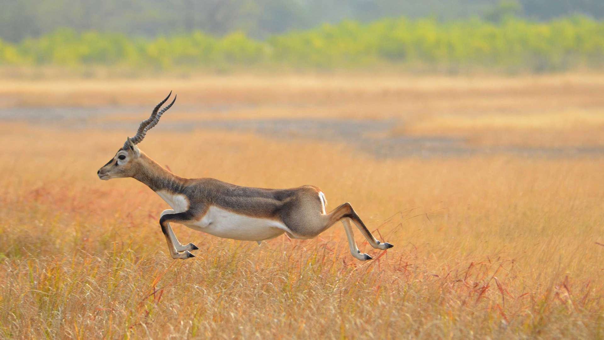 Blackbuck Antelope, Blackbuxck National Park, Velavadar, India