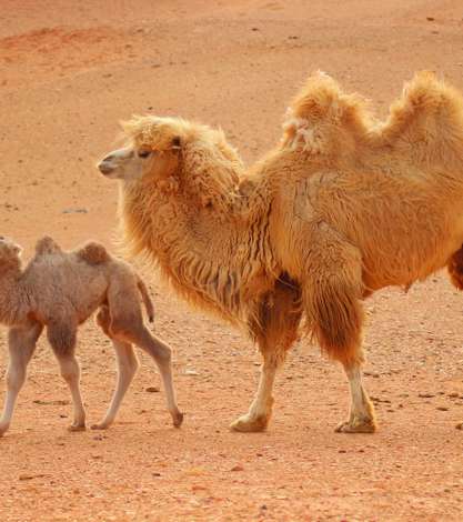 Camels Gobi Desert, Mongolia