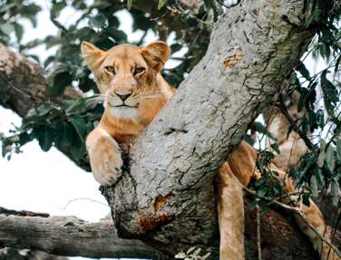 Lion Lounging in Tree, Queen Elizabeth National Park, Uganda 