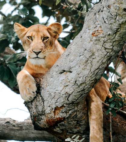 Lion Lounging in Tree, Queen Elizabeth National Park, Uganda 